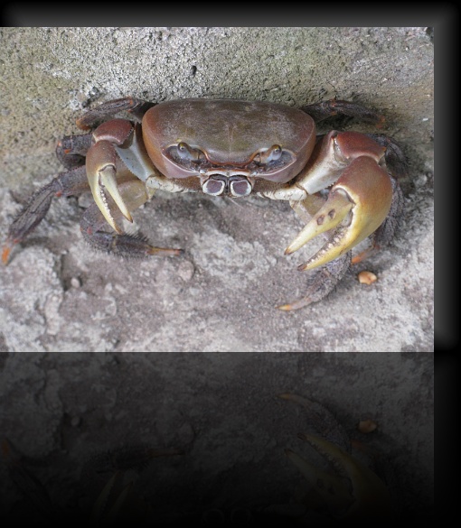Crab-2-03